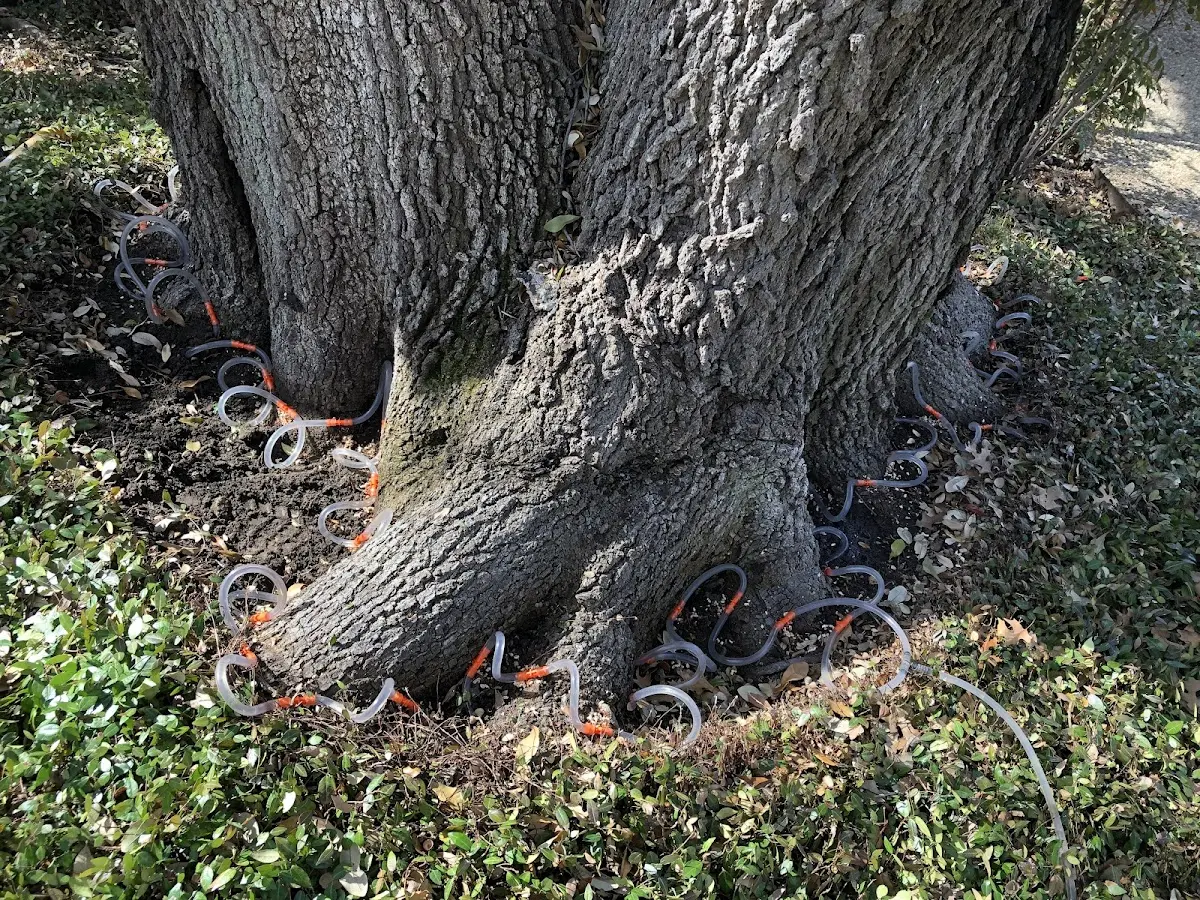 Detailed Tree Cabling and Bracing job site in Foxhome