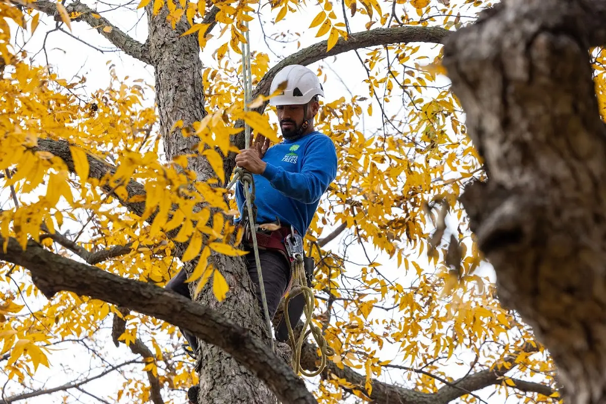 Skilled Tree Trimming crew working in Foxhome